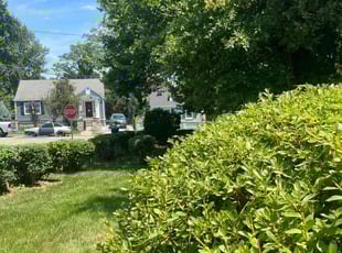 Bush Trimming by Ace Morris for Tanya L. in Hyattsville, MD