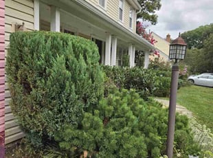 Bush Trimming by Jairon Villagran for Zia H. in Silver Spring, MD