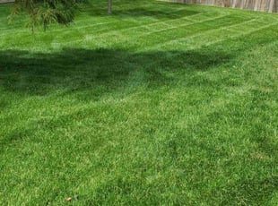 Nicole D.'s Lawn Mowing service result