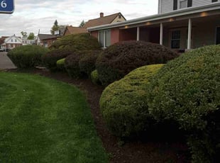 Bush Trimming by Cristian Giron for Dan M. in Feasterville-Trevose, PA