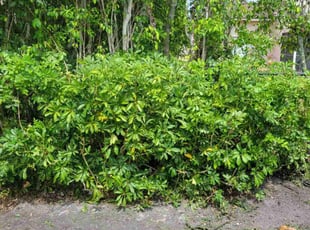 Bush Trimming by Rick Buricca for Carolyn L. in Boca Raton, FL