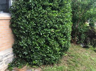 Bush Trimming by Rickey Bennett for Thomas w. in Philadelphia, PA