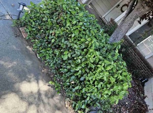 Bush Trimming by Juan Rodriguez for Nathan I. in Sacramento, CA
