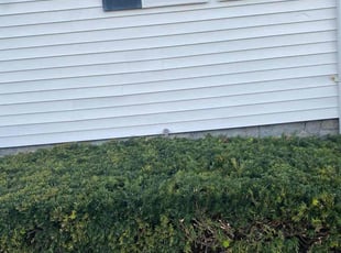 Bush Trimming by Anthony Marchand for Robert S. in Boston, MA