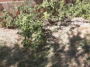 Cleanups by Gideon Cook for Trish D. in Phoenix, AZ