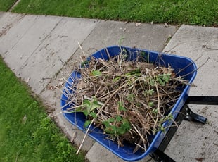 Cleanups by Benjiman Pultorak for Jan S. in Beverly Hills, MI
