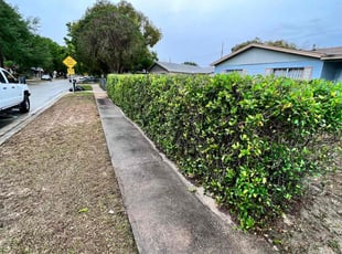 Bush Trimming by Juan Gomez for Denise T. in Winter Haven, FL