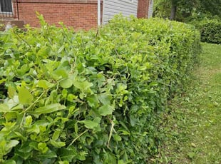 Bush Trimming by Artavius Clark for Stephen S. in Hyattsville, MD