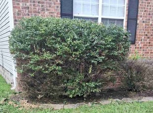 Bush Trimming by Selvin Cruz for Jorie B. in Nashville, TN