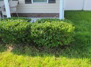 Bush Trimming by Anthony Parsons for Rachel H. in Virginia Beach, VA