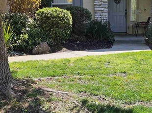 Bush Trimming by Christopher Agostini for Robert V. in Lincoln, CA