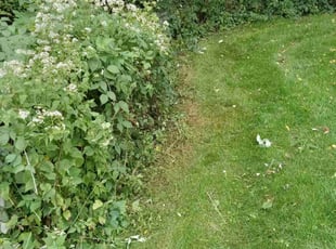 Cleanups by Kevin Rhyne for Melissa D. in Madison, WI