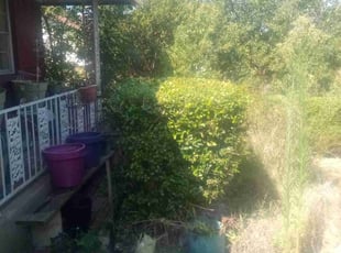 Bush Trimming by Yovani Hernandez for Alexis B. in Dallas, TX