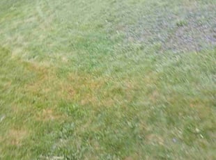 Peter F.'s Lawn Care service result