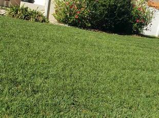 Jola B.'s Lawn Maintenance service result