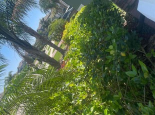 Bush Trimming by Jaylon Fair for Ryan A. in Apopka, FL