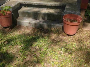Leaf Removal by Jayson Rice for George S. in Painesville, OH