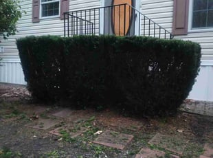 Gigi B.'s Bush Trimming service result