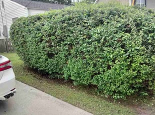Bush Trimming by Tyreek Leacock for Shamika M. in Norfolk, VA