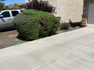 Bush Trimming by jimmy ruiz for Judith C. in San Tan Valley, AZ