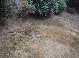 Cleanups by Jed Wilson for Dong L. in Sammamish, WA