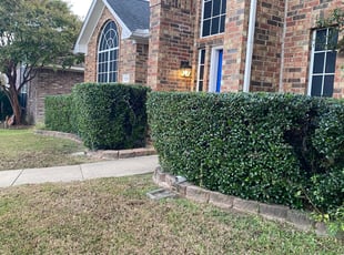 Bush Trimming by Jorge Aguilar for Anthony V. in Rowlett, TX