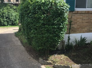 Bush Trimming by Ronald Jacobs for Mary B. in Cincinnati, OH