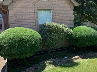 Bush Trimming by Daniel Castellanos for Lekesia J. in Memphis, TN