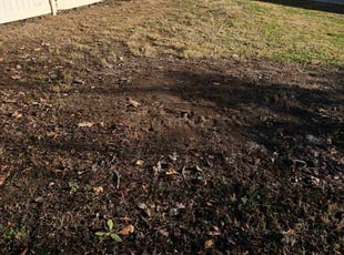Leaf Removal by Yobani Benitez for Sean R. in Annapolis, MD