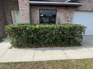 Bush Trimming by Gabriel Detro for Deanna W. in Deltona, FL