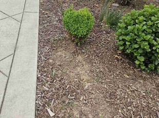Weeding by Juan Rodriguez for Winnie L. in Citrus Heights, CA