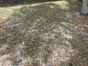 Leaf Removal by Josue Nunez for Joseph S. in Casselberry, FL