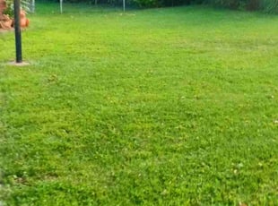 Lance M.'s Grass Cutting service result