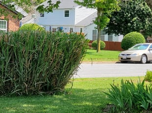 Bush Trimming by William Mende for Charles B. in Hampton, VA