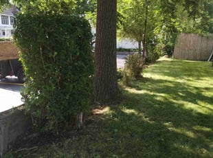 Bush Trimming by Justin Reynolds for Jamie L. in Pontiac, MI