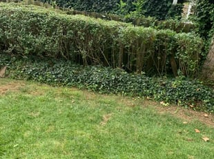 Bush Trimming by Deven Coles for Steven E. in Bala Cynwyd, PA