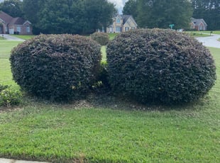 Bush Trimming by Troydrick Moss for Abida A. in Ellenwood, GA