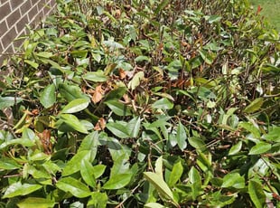 Bush Trimming by Artavius Clark for Curtis N. in Washington, DC