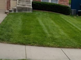 Bush Trimming by Kurtis Waters for Julia C. in Kansas City, MO