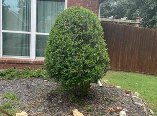 Bush Trimming by Jose Tovar for Rob B. in Fort Worth, TX