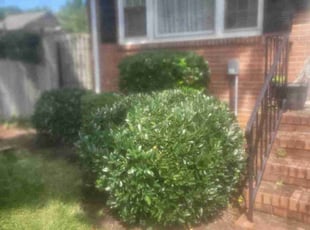 Bush Trimming by Mike Williams for James P. in Richmond, VA