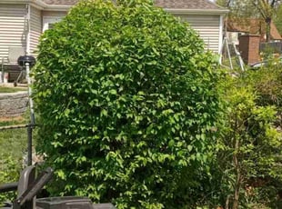 Bush Trimming by Lance Reynolds for Gerald B. in Kansas City, MO