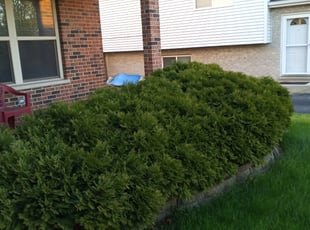 Bush Trimming by Maria Torres for Deforest B. in Posen, IL