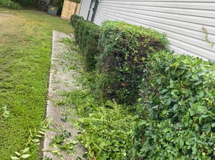 Bush Trimming by Steven Moreira for Fran P. in Virginia Beach, VA