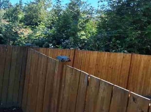 Bush Trimming by Robert Martin for A. . in Everett, WA