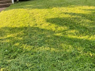 Rama T.'s Lawn Care service result