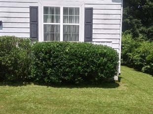 Bush Trimming by Mark Redden for Diana H. in College Park, GA