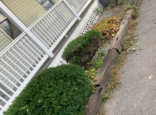 Bush Trimming by Andrew Perch for James F. in Worcester, MA