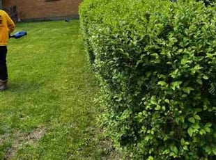 Bush Trimming by Joshua Bauer for Vincenetta p. in Pittsburgh, PA