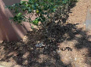 Cleanups by Karol Frisancho for Maria B. in Orange City, FL